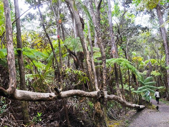 7レインフォレスト