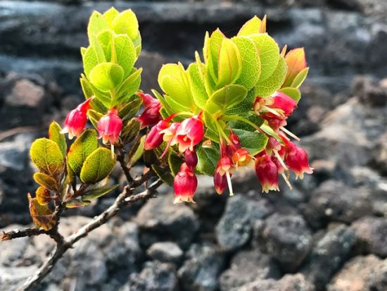 貸切チャーター　名物ガイド和田タイチョーとキラウエア・イキ＆サーストンラバチューブをハイキング＜1～12名／11.5時間／日本語ガイド／ハワイ島＞