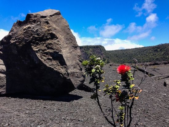 貸切チャーター　名物ガイド和田タイチョーとキラウエア・イキ＆サーストンラバチューブをハイキング＜1～12名／11.5時間／日本語ガイド／ハワイ島＞