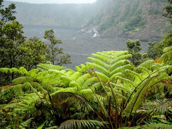 貸切チャーター　名物ガイド和田タイチョーとキラウエア・イキ＆サーストンラバチューブをハイキング＜1～12名／11.5時間／日本語ガイド／ハワイ島＞