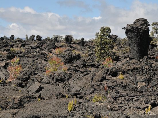 貸切チャーター　名物ガイド和田タイチョーと行く！キラウエア・大自然の奇妙なオブジェ“溶岩樹”の森ハイキング＜1～12名／11時間／日本語ガイド／ハワイ島＞