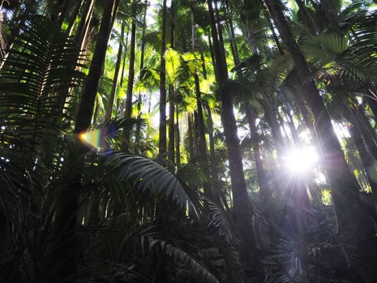 貸切チャーター　名物ガイド和田タイチョーと巡るハワイ島の魅力たっぷりハマクアコースト＜1～12名／10.5時間／日本語ガイド／ハワイ島＞
