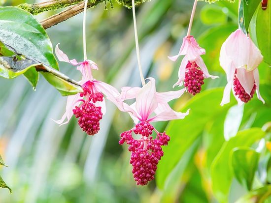 5ハワイトロピカルバイオリザーブガーデン