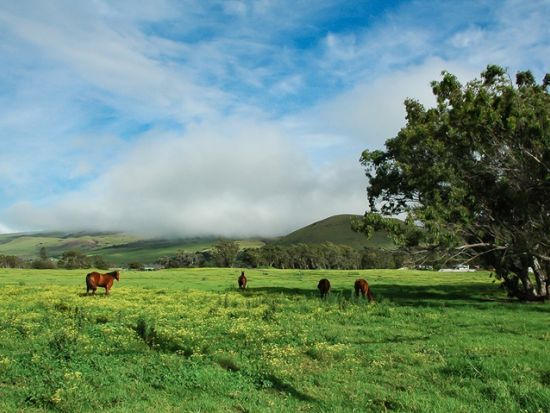 貸切チャーター　名物ガイド和田タイチョーと巡る緑豊かな美しい大自然ノースコハラ＜1～12名／8.5時間／日本語ガイド／ハワイ島＞
