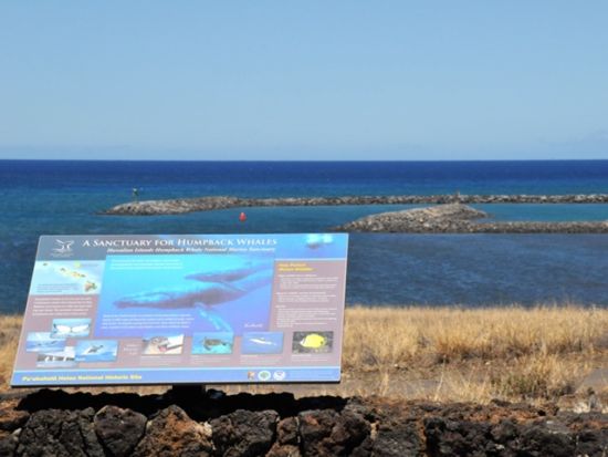 貸切チャーター　名物ガイド和田タイチョーと巡る緑豊かな美しい大自然ノースコハラ＜1～12名／8.5時間／日本語ガイド／ハワイ島＞