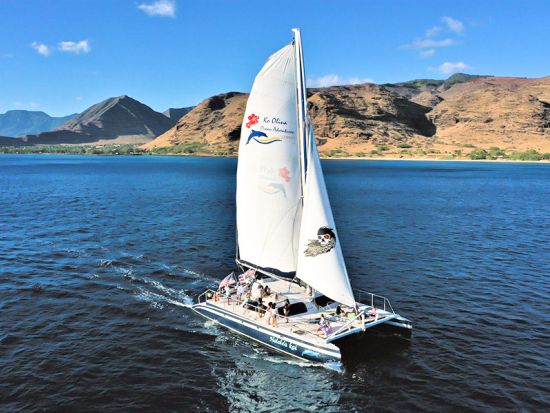 シュノーケリングクルーズ　野生のウミガメ＆イルカ・ウォッチング ＜ランチ＆アルコール3杯付き＞