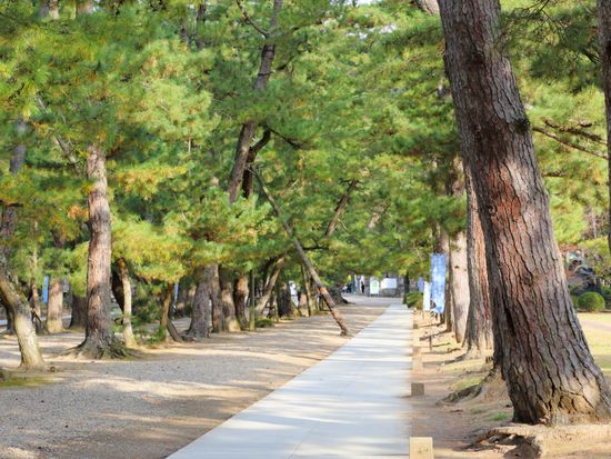 Japan_shimane_izumotaisya_sando