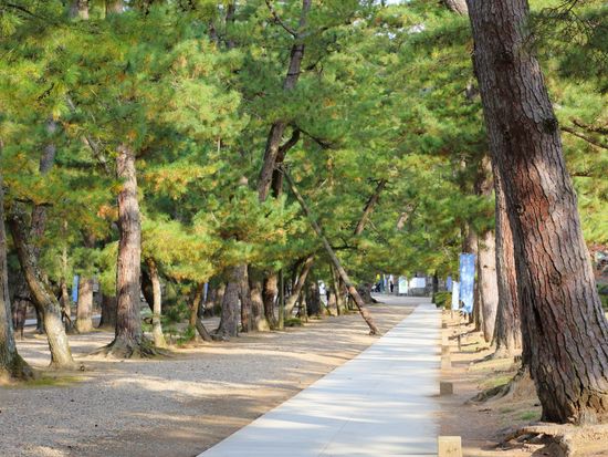 Japan_shimane_izumotaisya_sando