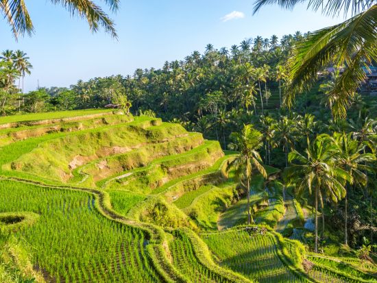 オランウータンと朝食&ウブド散策＜日本語ガイド／送迎付／昼食＞