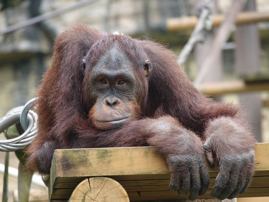 Orang utan_pixta_68253124.jpg