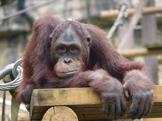オランウータンと朝食&ウブド散策＜日本語ガイド／送迎付／昼食＞