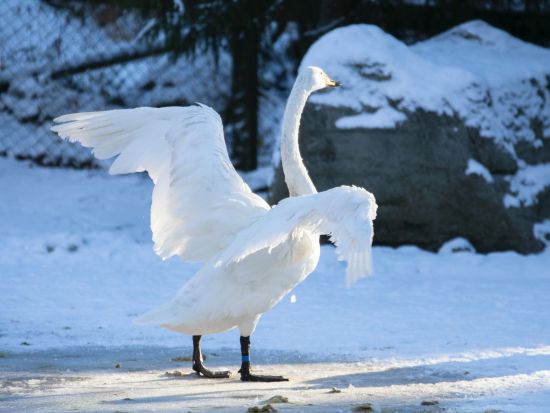世界最北の動物園！ラヌア動物園（Ranua Wildlife Park）観光ツアー＜水・土／ロヴァニエミ発＞
