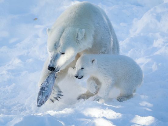 世界最北の動物園！ラヌア動物園（Ranua Wildlife Park）観光ツアー＜水・土／ロヴァニエミ発＞