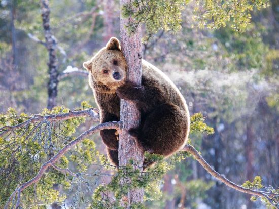 世界最北の動物園！ラヌア動物園（Ranua Wildlife Park）観光ツアー＜水・土／ロヴァニエミ発＞