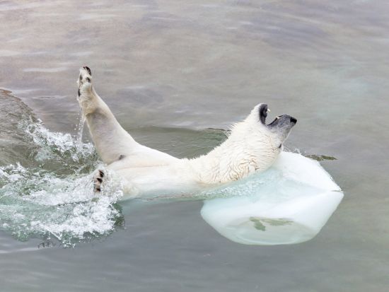 世界最北の動物園！ラヌア動物園（Ranua Wildlife Park）観光ツアー＜水・土／ロヴァニエミ発＞