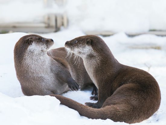 世界最北の動物園！ラヌア動物園（Ranua Wildlife Park）観光ツアー＜水・土／ロヴァニエミ発＞