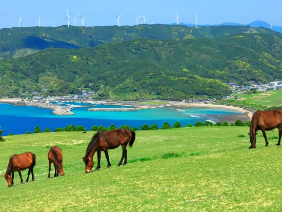 宮崎市内発着貸切観光タクシー　日南＆都井岬コース　青島＋堀切峠＋鵜戸神宮＋道の駅なんごう＋都井岬 ＜約8時間＞by 宮交タクシー株式会社