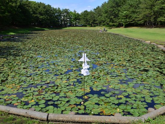 宮崎市内発着貸切観光タクシー　青島神社＋江田神社＋みそぎ池＋宮崎神宮　宮崎市内のピリチュアルスポットへご案内 ＜約3.5時間＞by 宮交タクシー株式会社