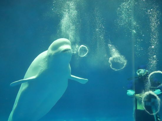 益田貸切観光タクシー いわみ貸切タクシープラン 世界遺産「石見銀山」と水族館「アクアス」を満喫＜5時間／1-9名／益田市内、萩・石見空港発＞by マスタク