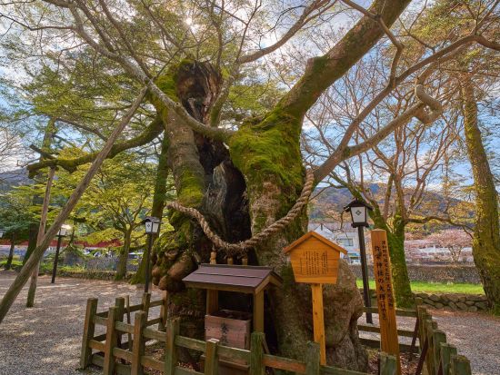津和野タクシー観光 祈願の旅 島根パワースポット・太皷谷稲成神社を訪ねる＜2時間／最大9名様まで／津和野発＞by koikoiタクシー