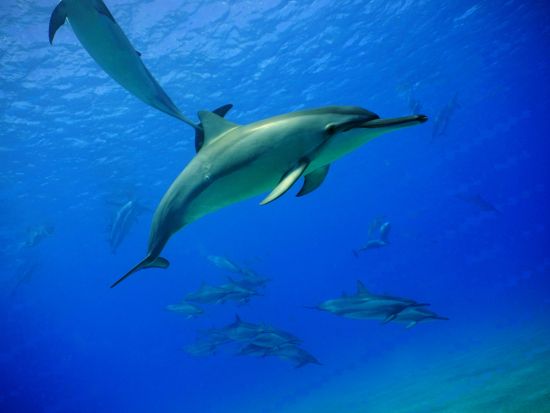 体験ダイビング 透明度抜群の西オアフの海でビーチダイビング！少人数制で安心♪　貸切プランもご用意＜ビーチ／1～2ダイブ＞by ハウオリオーシャンスタイル