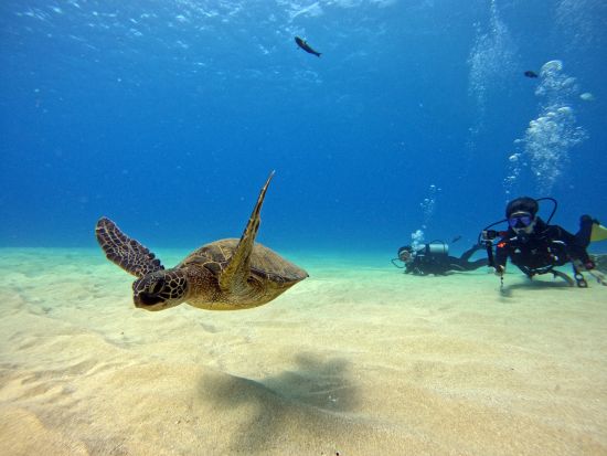 体験ダイビング 透明度抜群の西オアフの海でビーチダイビング！少人数制で安心♪　貸切プランもご用意＜ビーチ／1～2ダイブ＞by ハウオリオーシャンスタイル