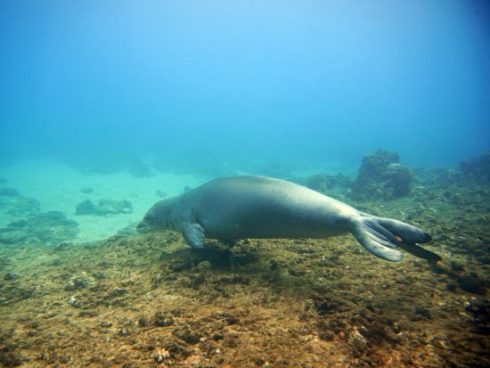 体験ダイビング 透明度抜群の西オアフの海でビーチダイビング！少人数制で安心♪　貸切プランもご用意＜ビーチ／1～2ダイブ＞by ハウオリオーシャンスタイル
