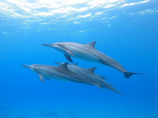 貸切シュノーケリングツアー　透明度抜群の西オアフの海でウミガメやイルカに出会えるチャンス！安心の初心者レッスンあり＜4時間／日本語／送迎付＞の写真5