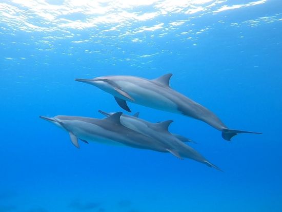 貸切シュノーケリングツアー　透明度抜群の西オアフの海でウミガメやイルカに出会えるチャンス！安心の初心者レッスンあり＜4時間／日本語／送迎付＞