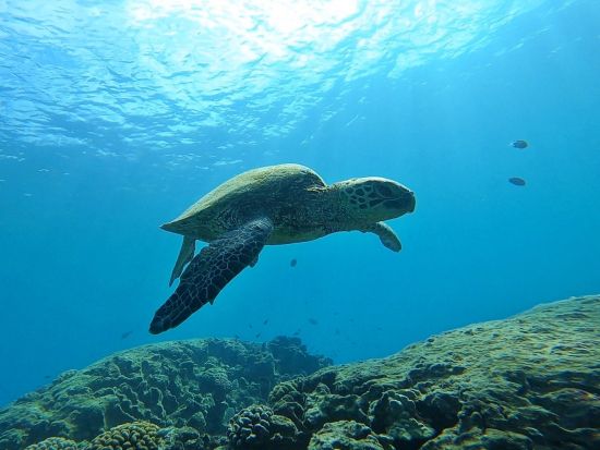 少人数制スキンダイビングツアー　初心者向け！ワイキキ沖のウミガメ生息ポイントで素潜り体験＜ボートエントリー／日本語インストラクター／送迎付き＞