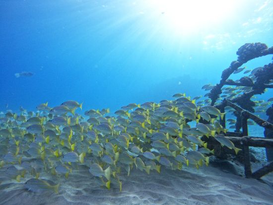 少人数制スキンダイビングツアー　初心者OK！透明度抜群の西オアフで、海と一体となって自由に泳ぐ素潜り体験＜ビーチエントリー／日本語インストラクター／送迎付き＞