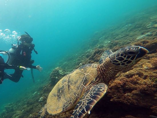 貸切キッズ体験ダイビング 8歳以上のお子様とそのご家族限定ツアー！餌付け体験＆水中写真プレゼント付き＜ビーチ／1ダイブ＞by ハウオリオーシャンスタイル