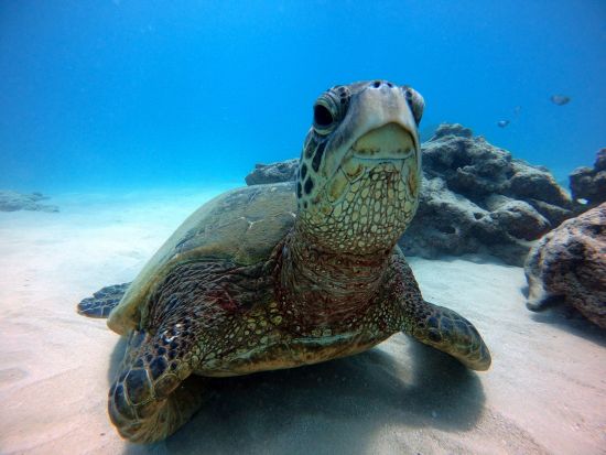 貸切親子体験ダイビング 親子で本格的なボートダイビングに挑戦！餌付け体験＆水中写真プレゼント付き＜ボート／2ダイブ＞by ハウオリオーシャンスタイル