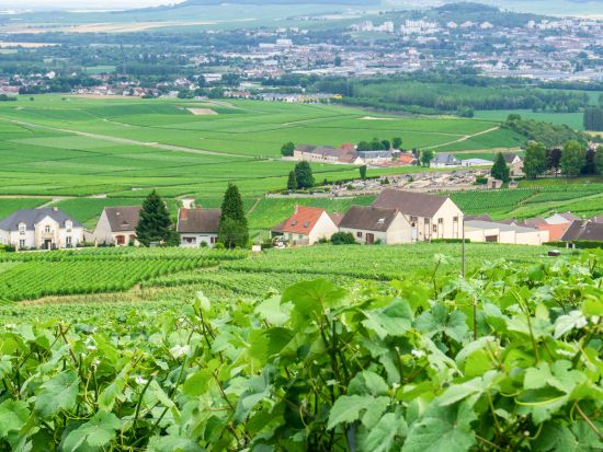 シャンパーニュ地方　日本人ソムリエガイドと行く2軒のRMシャンパーニュメゾン(自家栽培醸造家)訪問　プライベートツアー＜土日／試飲込／1～8名／エペルネ発着＞