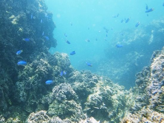 湘南・葉山 SUP体験 きれいな海でSUPデビューしよう＜2時間／1名～／葉山・秋谷＞byコア アウトフィッターズ