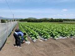 畑地かんがい事業で四季の野菜が見られる