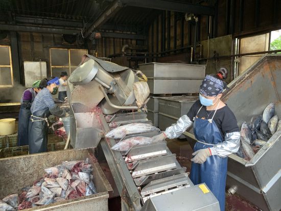 鰹節製造工程見学体験 !本枯節を自分で削って茶ぶしづくりも体験できる ＜約1.5時間／指宿市＞　by NPO法人 指宿観光&体験の会