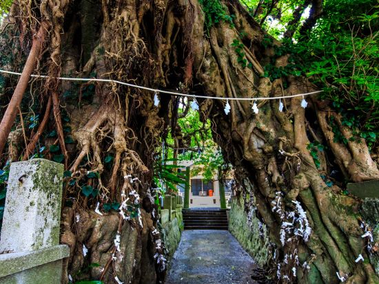 上五島貸切観光タクシー　奈良尾のあこう樹＋日島の石塔群＋中ノ浦教会＋頭ヶ島天主堂＋蛤浜＋鯛ノ浦教会＋青砂ヶ浦天主堂など ＜8時間／新上五島町＞ by若松タクシー