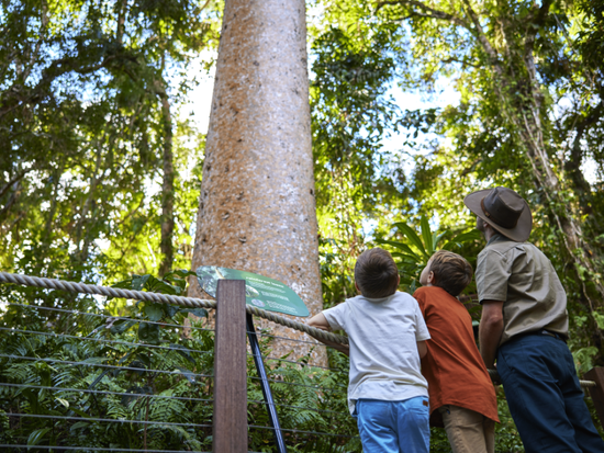 Skyrail Rainforest Cableway kids looking up at Kauri with Ranger on boardwalk at Red Peak