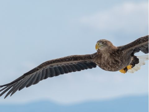 小清水町バードウォッチングツアー～鳥と旅するオホーツクエリア～年間300種以上の鳥が観察される町へ！＜半日／小清水町＞by一般社団法人小清水町観光協会