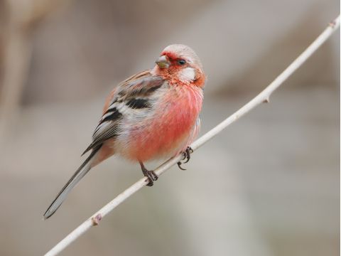 小清水町バードウォッチングツアー～鳥と旅するオホーツクエリア～年間300種以上の鳥が観察される町へ！＜半日／小清水町＞by一般社団法人小清水町観光協会