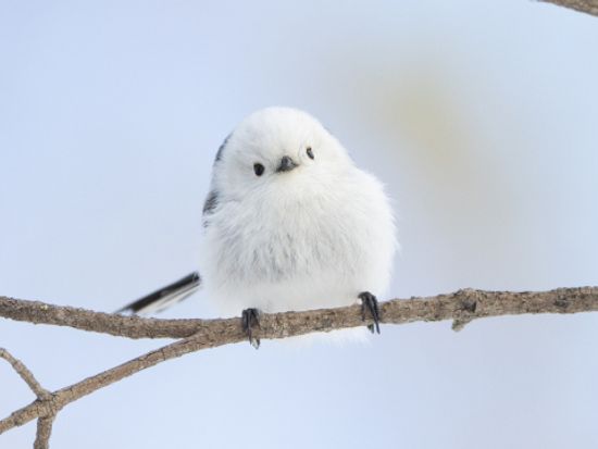 小清水町バードウォッチングツアー～鳥と旅するオホーツクエリア～年間300種以上の鳥が観察される町へ！＜半日／小清水町＞by一般社団法人小清水町観光協会