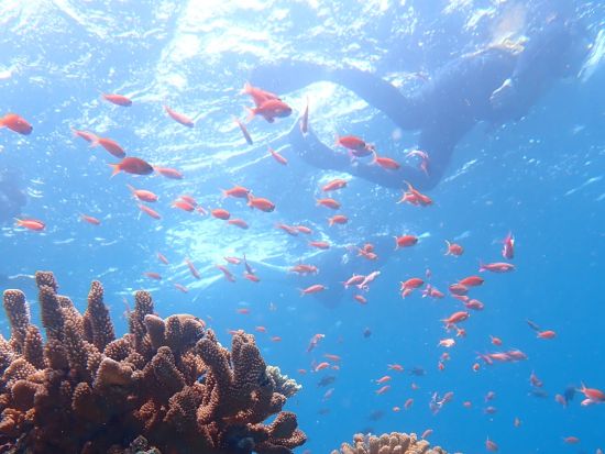 シュノーケリング　その日のベストポイントにボートでご案内　高品質のレンタル器材をご用意＜1日／昼食付き／石垣島市街地送迎可＞