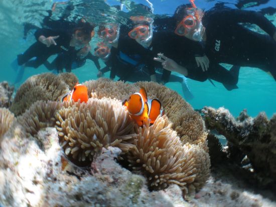 シュノーケリング　その日のベストポイントにボートでご案内　高品質のレンタル器材をご用意＜1日／昼食付き／石垣島市街地送迎可＞