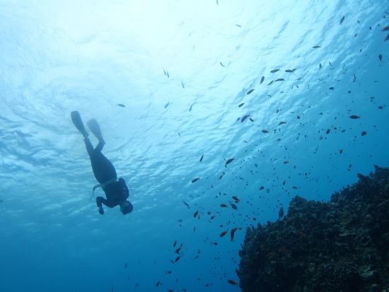 体験スキンダイビング（素潜り）　ライセンスなしで参加OK！その日のベストポイントにボートでご案内＜10歳から参加可／昼食付き／石垣島市街地送迎可＞