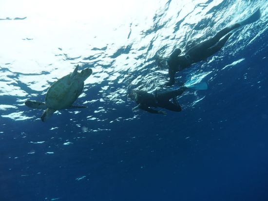 体験スキンダイビング（素潜り）　ライセンスなしで参加OK！その日のベストポイントにボートでご案内＜10歳から参加可／昼食付き／石垣島市街地送迎可＞