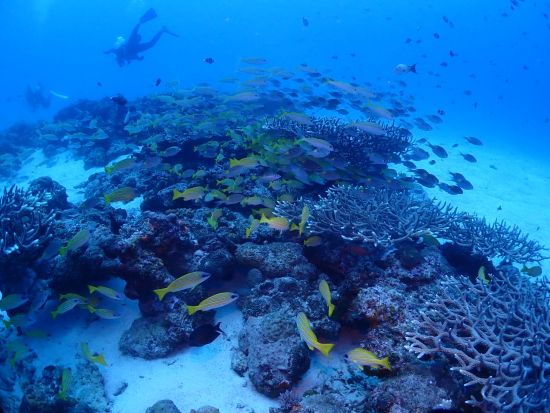 北部（水納島・瀬底島）体験ダイビング＋シュノーケリング　水中写真撮影＆無料プレゼント！＜ボート／那覇市内ホテル無料送迎＞