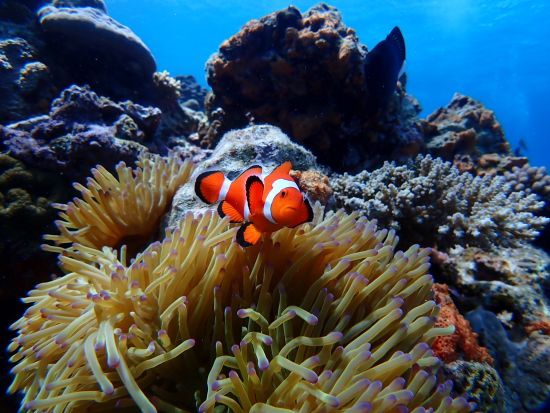 北部（水納島・瀬底島）体験ダイビング＋シュノーケリング　水中写真撮影＆無料プレゼント！＜ボート／那覇市内ホテル無料送迎＞