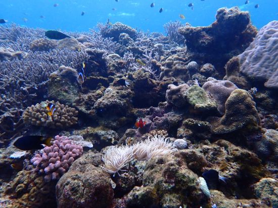 北部（水納島・瀬底島）体験ダイビング＋シュノーケリング　水中写真撮影＆無料プレゼント！＜ボート／那覇市内ホテル無料送迎＞