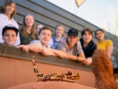 Thorny devil with students_134185-56